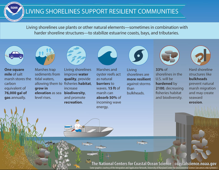 Infographic explaining how living shorelines support resilient communities by improving water quality, reducing erosion, and providing habitat.