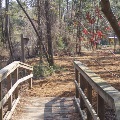 Jones Swamp Brigadier