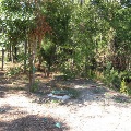 Jones Swamp Foliage