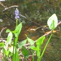 Pickeral Weed